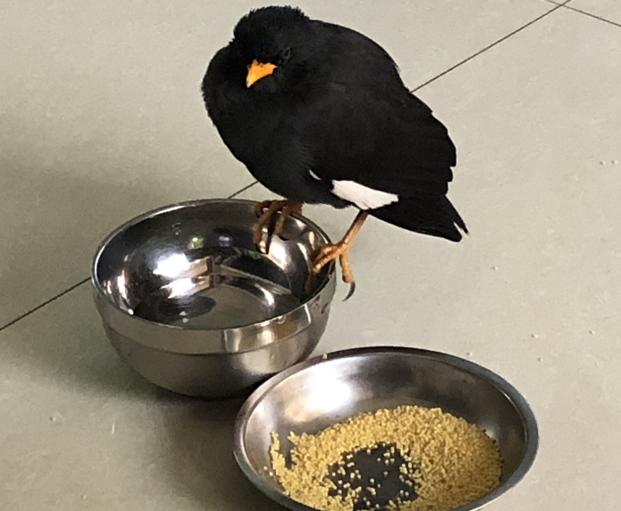 亲人的八哥要从小喂!来看看雏鸟八哥的饲养之法